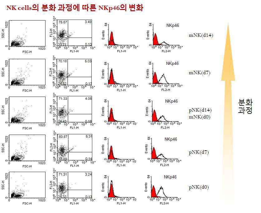 돼지 조혈모세포의 분화에 따른 자연살해세포의 NKp46양의 증가.