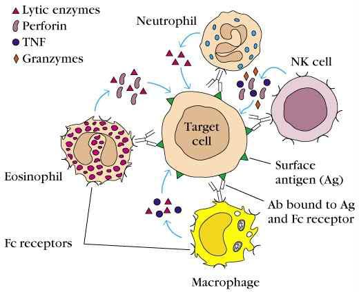 표적세포에 대한 NK 세포의 작용