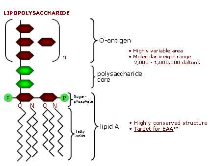LPS는 Gram-negative 세균의 외막(outer memverane)에 위치한 사슬구조의 지질당으로 크게 세 가지 구조물(lipid A, core polysaccharide, O-antigen)로 나누어진다