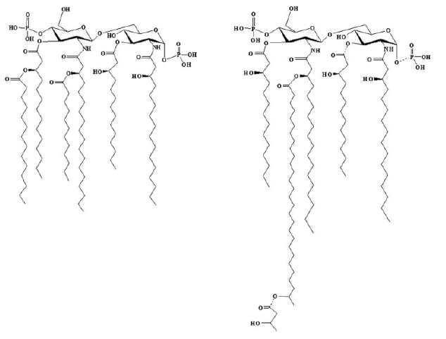 E. coli(좌) 와 Sinorhizobium melioti(우) 의 서로 다른 LPS 구조