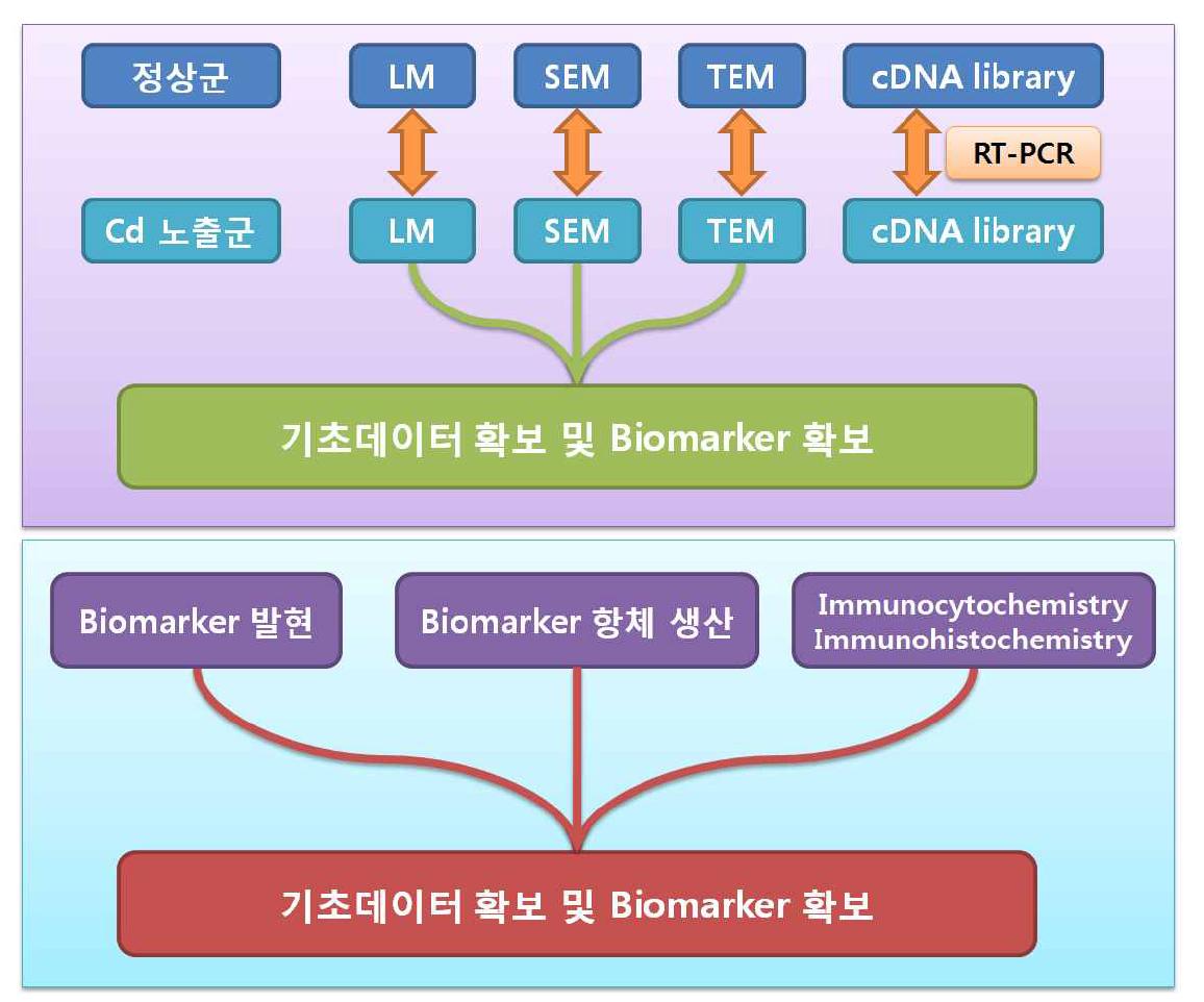 본 연구의 범위를 나타낸 개괄 모식도