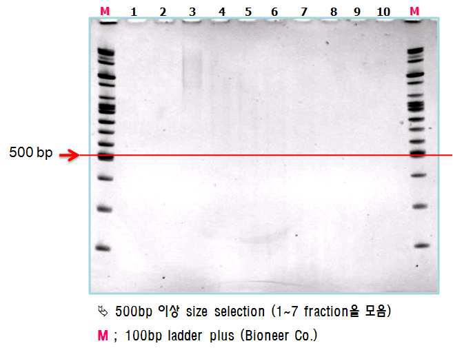Results of cDNA size fractionation.