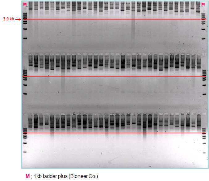 Results of plasmid mini prep of primary cDNA library.