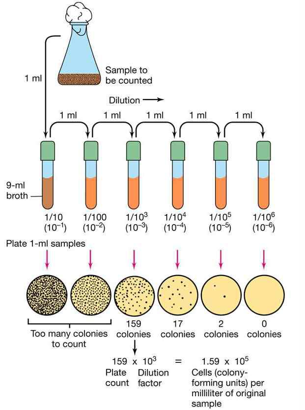 주입평판법(Pour plate method)에서 균액 희석법