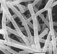 Lactobacillus bulgaricus