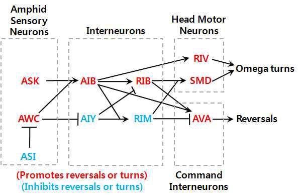 꼬마선충의 omega turn 운동과 reversal 운동에 관한 신경회로.