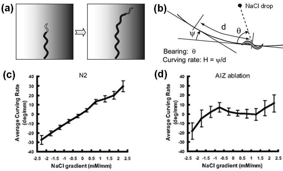 Chemotaxis. (a) NaCl gradient가 있을 때 NaCl의 농도가 더 높은 곳으로 회전하는 선 충의 모습. (b) NaCl drop 쪽으로 선충이 회전할 때 curving rate. (c) 정상선충 (N2)의 NaCl gradient에 따른 average curving rate. (d) AIZ ablated worm의 NaCl gradient에 따른 averagecurving rate (adapted from [8]).