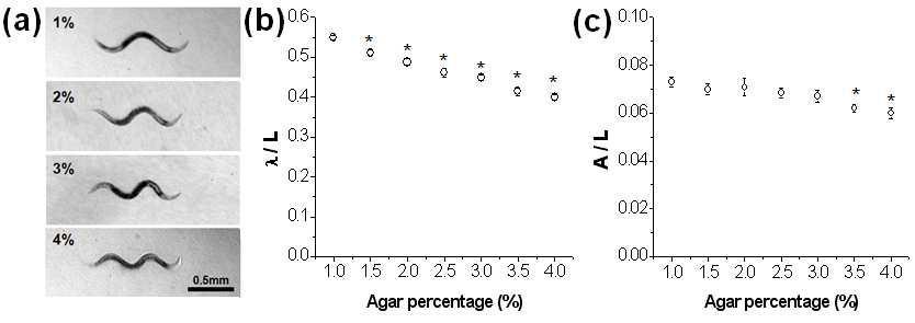 (a) 여러 agar %에서 보이는 crawling waveform. Agar %에 따른 crawling wave의 body length (L)로 정규화한 (b) 파장과 (c) 진폭