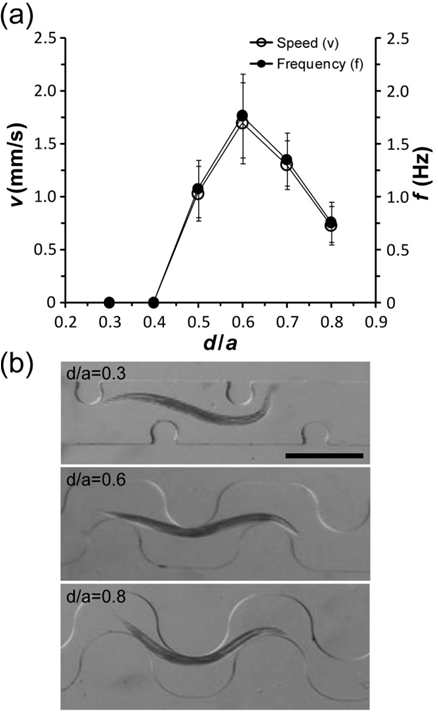 (a) micropillar의 간격을 a=485 μm로 고정하고 d/a를 변화시켰을 때 채널 안에서 움직이는 Adult 선충의 swimming 속도 및 frequency(means±s.d., n≥18 for each). (b) 3가지 d/a 조건에서 선충의 swimming 모습. Scalebar 0.5 mm.
