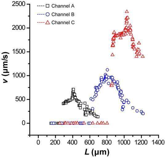 여러 최적화된 마이크로 채널에서 움직이는 길이(L)가 다른 선충들의 swimming speed (v) 분포 (ChannelA: L2 선충 (400 μm)의 최적화된 채널, B: L4 선충 (750μm)의 최적화된 채널, C: Adult 선충 (1050 μm)의 최적화된 채널).