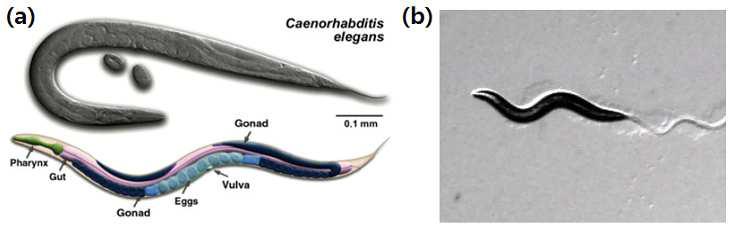 (a) C. elegans 외형과 (b) crawling motion (오른쪽에서 왼쪽으로 움직임) adapted from www.wormatlas.org.,