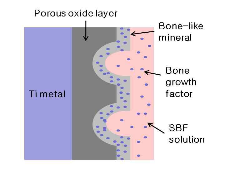 MAO 처리된 다공성 산화막 상에 공침법에 의한 골성장 인자를 함유하는 골유사형 아파타이트 코팅 방법 개략도