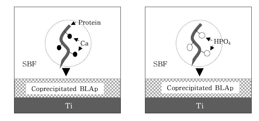 SBF 용액내에서 단백질과 특정 이온과의 결합 예측 개요도