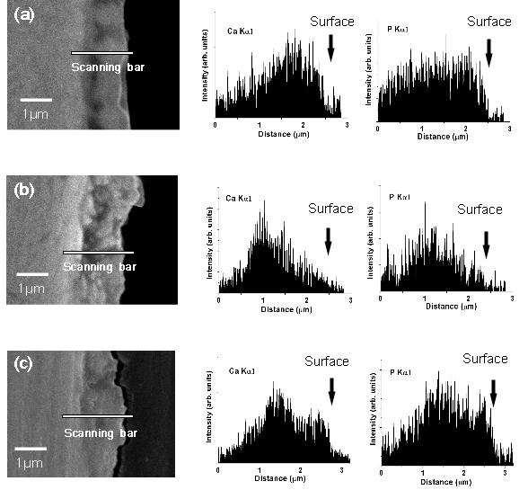MAO 처리된 시편((a)과 OH 열수처리(b) 및 POH 열수처리(c)된 시편들의 단면 SEM 사진과 EDX를 이용한 코팅막 단면의 칼슘과 인 조성의 라인 분포도