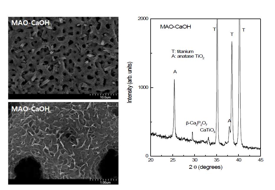 MAO-CaOH 시편의 표면미세형상과 XRD 회절패턴.