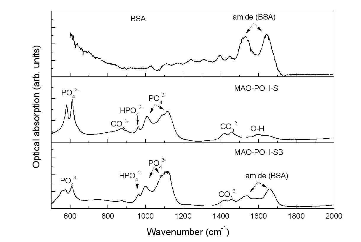 BSA와 BSA가 공침된 BLAp(MAO-POH-SB) 그리고 BSA가 공침되지 않은 BLAp (MAO-OH-S)의 FT-IR 스펙트럼