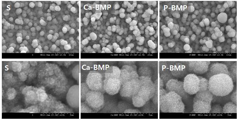 mSBF 제조시 BMP-2의 혼합 방법에 따라 BLAp가 코팅된 시편의 SEM 사진.