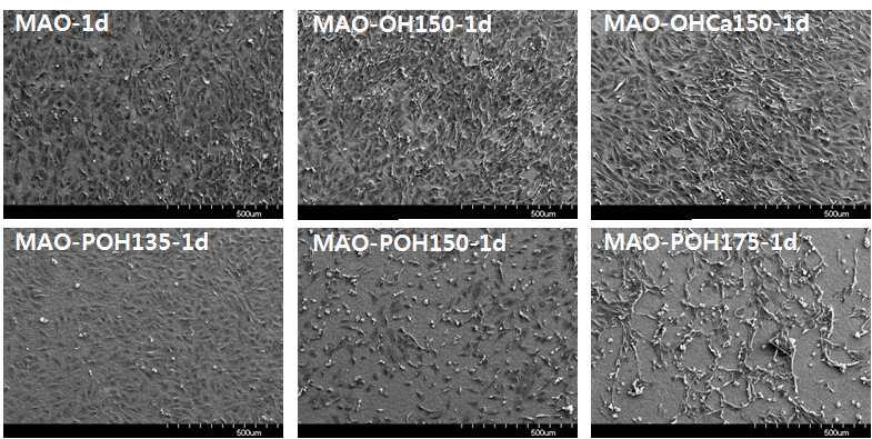 MAO 및 다양한 조건에서 열수처리한 시편들 상의 1일동안 배양한 골아세포의 부착 양상을 보여주는 SEM 사진.