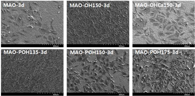 MAO 및 다양한 조건에서 열수처리한 시편들 상의 3일동안 배양한 골아세포의 부착 양상을 보여주는 SEM 사진.