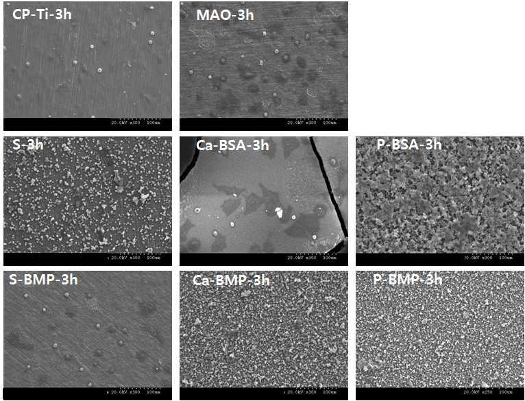 CP-Ti, MAO 및 BSA와 BMP-2가 공침된 시편들 상에서 3시간동안 배양한 골아세포의 부착 양상을 보여주는 SEM 사진.