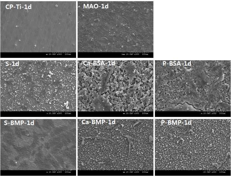 CP-Ti, MAO 및 BSA와 BMP-2가 공침된 시편들 상에서 1일동안 배양한 골아세포의 부착 양상을 보여주는 SEM 사진.