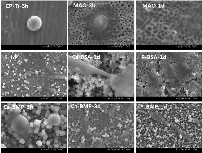 CP-Ti, MAO 및 BSA와 BMP-2가 공침된 시편들 상에서 배양된 골아세포의 부착 양상을 보여주는 확대된 SEM 사진.