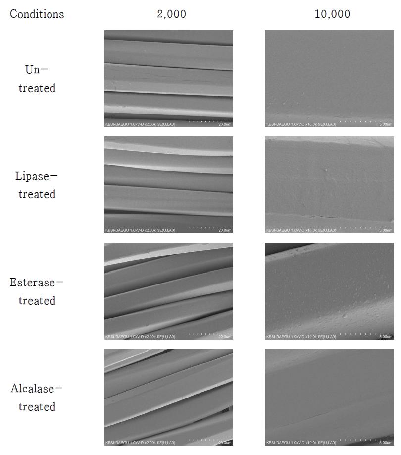 SEM images of enzyme-treated PLA fabrics at optimum hydrolytic activity conditions