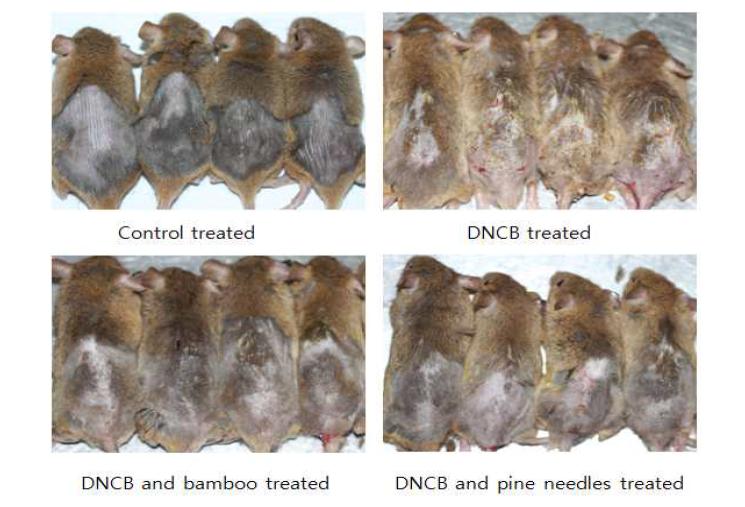 Clinical features of NC/Nga mice 4 weeks after first challenge with DNCB