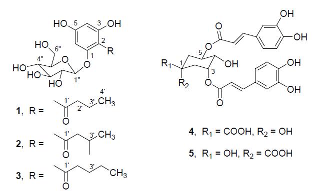 비짜루국화에서 분리한 화합물 1, 4, 5의 화학구조