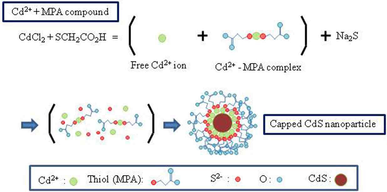      를 통한 CdS 양자점 생성의 개념도.