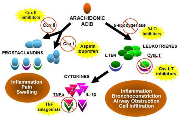 5-LOX의 신호 전달 경로 및 저해제