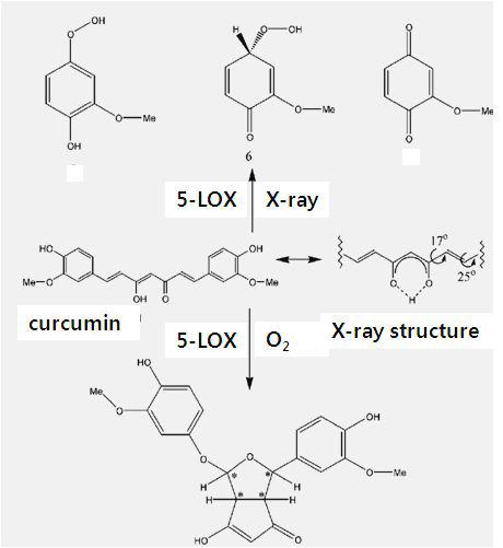 curcumin의 구조 및 광분해 활성화를 통한 5-LOX와의 작용 기전