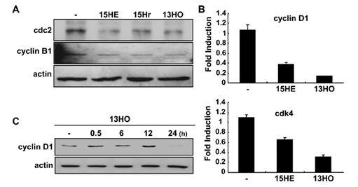 LOX metabolite에 의한 cell cycle 조절인자의 억제