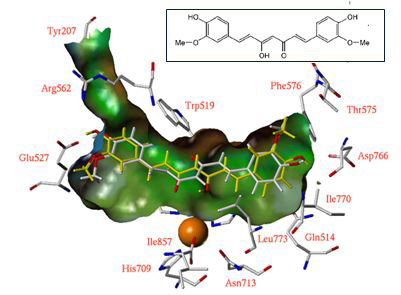 3D modeling을 통한 Curcumin과 LOX의 docking