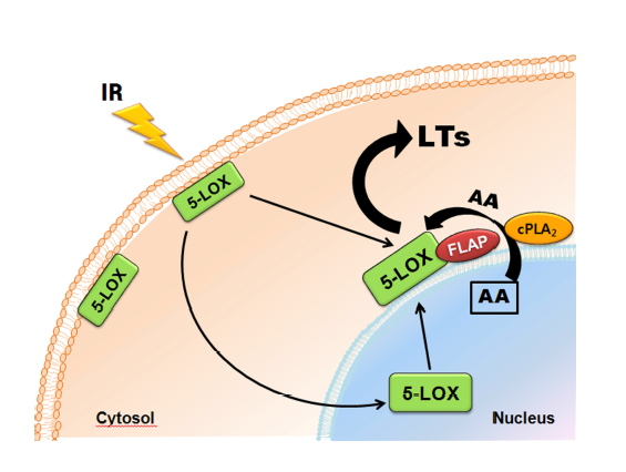 IR에 의한 5-LOX/FLAP의 상호작용 및 염증반응