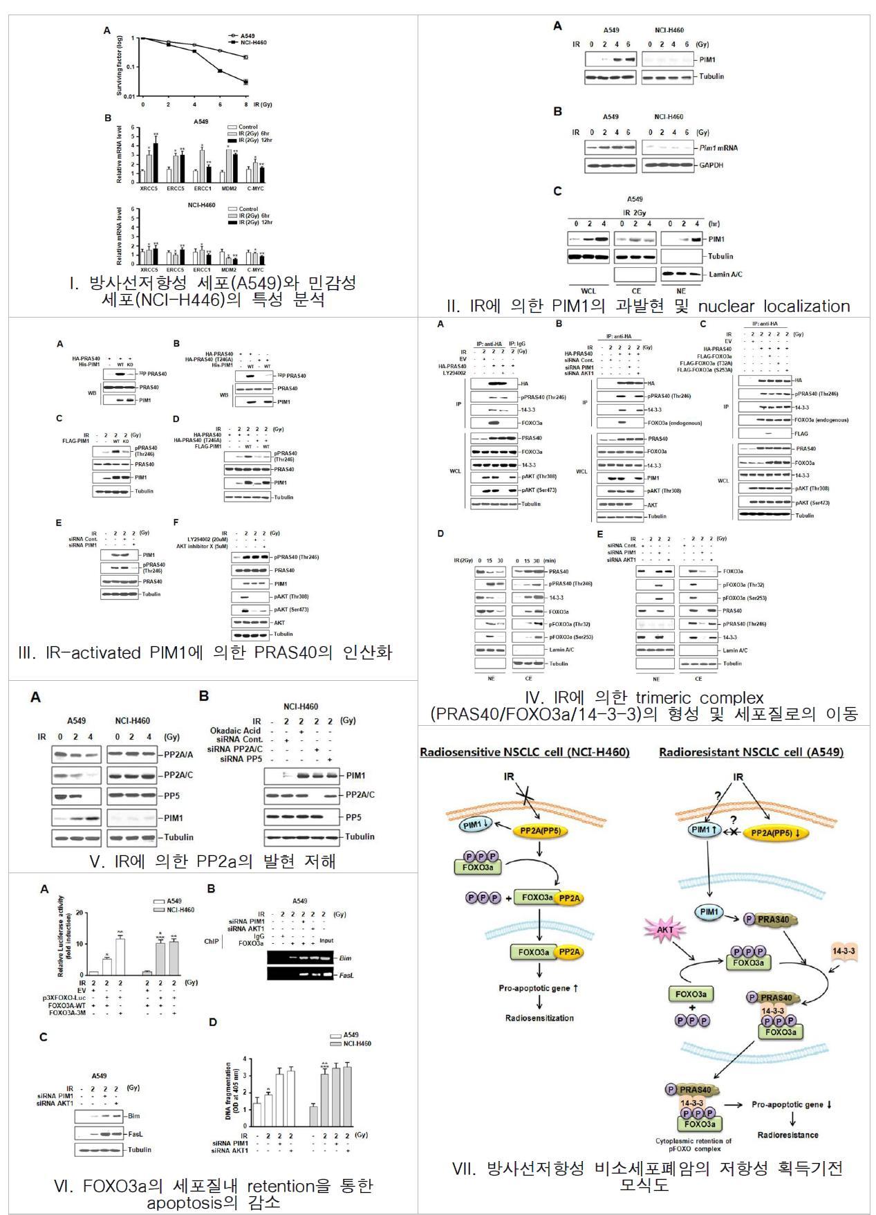 PIM1-FOXO3a-14-3-3 및 PP2a의 상호 연관을 통한 비소세포폐암의 방사선 저항성 획득 기전