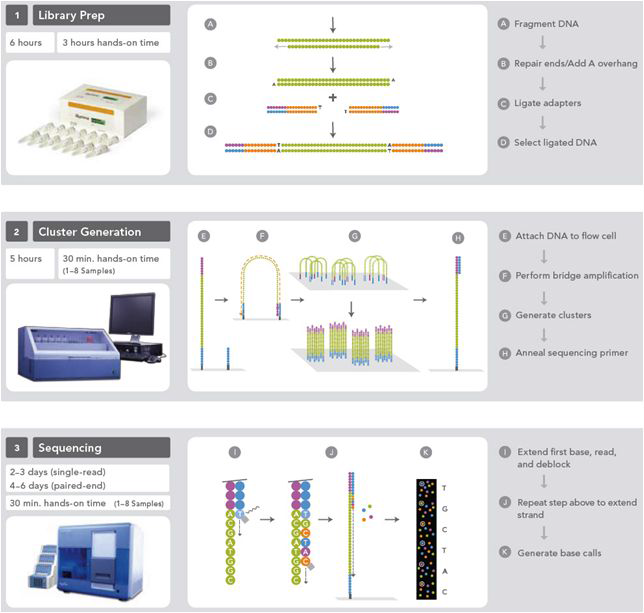 Illumina Genome Analyzer의 flowchart