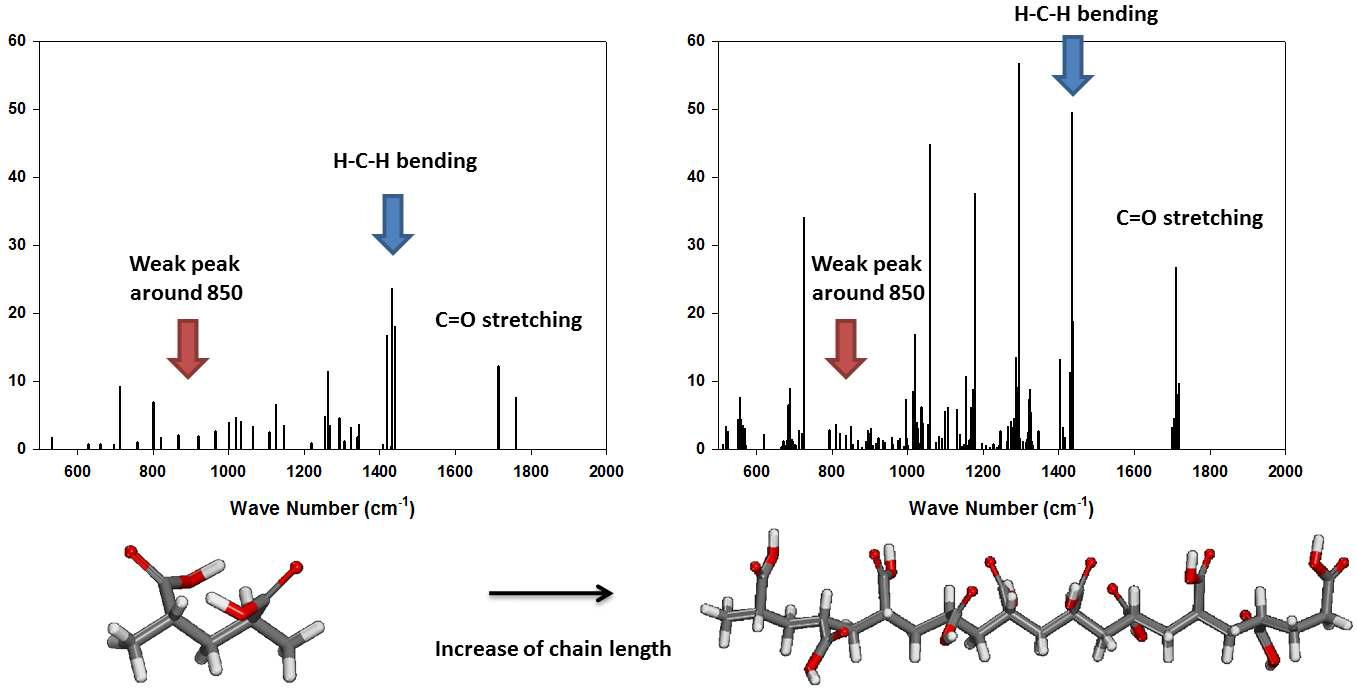 중합된 Acyrlic acid의 길이에 따라 시뮬레이션 된 Raman Spectrum.
