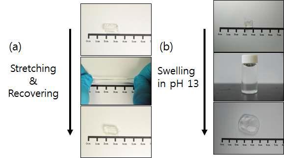 합성된 hydrogel의 다양한 응용방안을 위한 (a) 복원력 실험 및 (b) 팽윤실험.