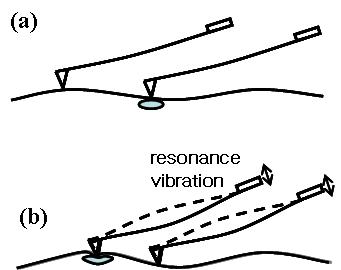 Deflection of a cantilever in contact mode AMF.