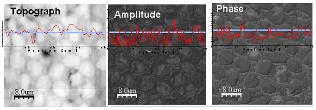 AFM and UAFM images of glass fiber reinforced plastic.