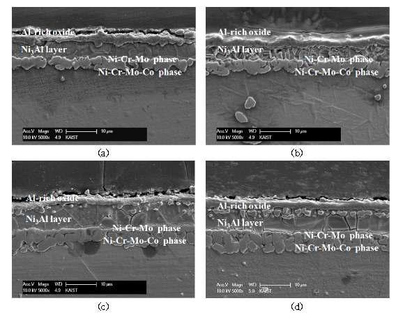 900℃ 대기환경에서 1000시간 산화된 표면개질 시편의 단면 SEM image (a) 600℃, 24h (b) 600℃, 48h (c) 800℃, 24h (d) 800℃, 48h