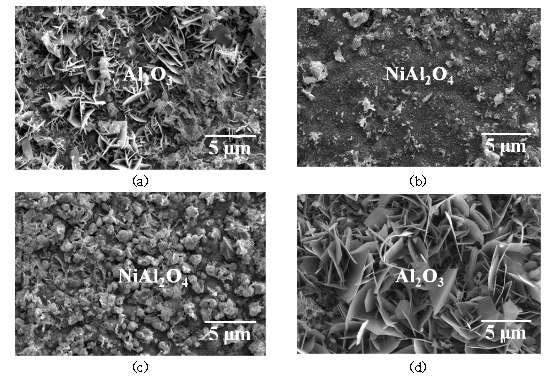 900℃ 대기환경에서 1000시간 산화된 표면개질 시편의 표면 산화막 morphologies (a) 600℃, (b) 800℃, (c) 1000℃, (d) 1150℃