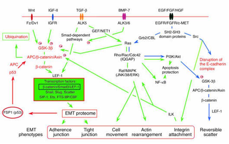EMT를 유도하는 주요 세포내 신호전달경로