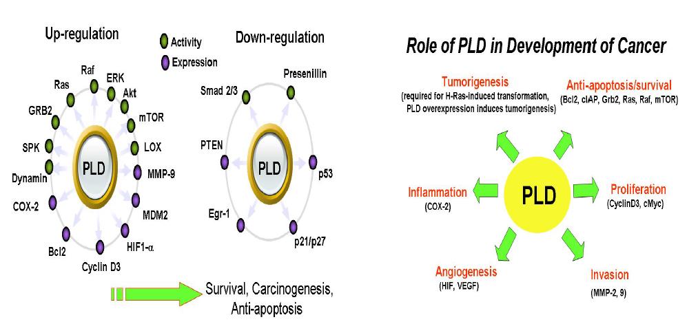 PLD에 의한 유전자 발현과 암화과정에서의 중요성