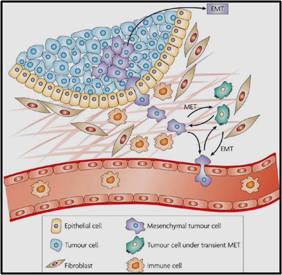 EMT는 동적인 과정으로 epithelial plasticity를 나타냄.