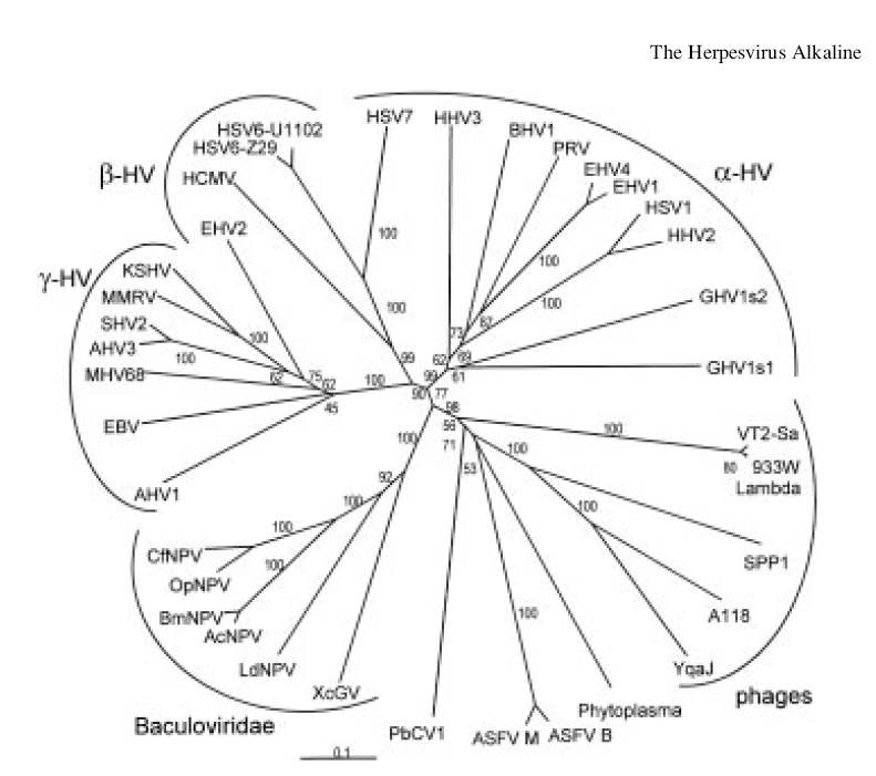 허피스바이러스의 AEs와 람다 엑소뉴클리에이즈 패밀리 단백질의 unrooted phylogenetic tree