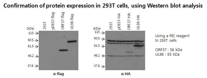 MHV-68 ORF37과 HCMV UL98의 세포내 발현 확인