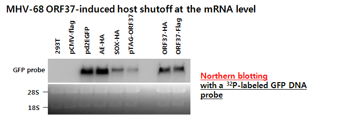 MHV-68 ORF37 단백에 의한 EGFP mRNA의 발현 저해