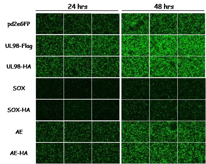 HCMV UL98단백에 의해 리포터인 EGFP 발현은 저해되지 않았음